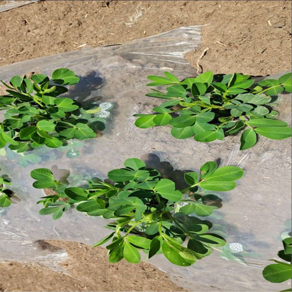 Pertanian Pertanian Rumah Kaca - Greenhouse Plastic Film ulasan dan harga