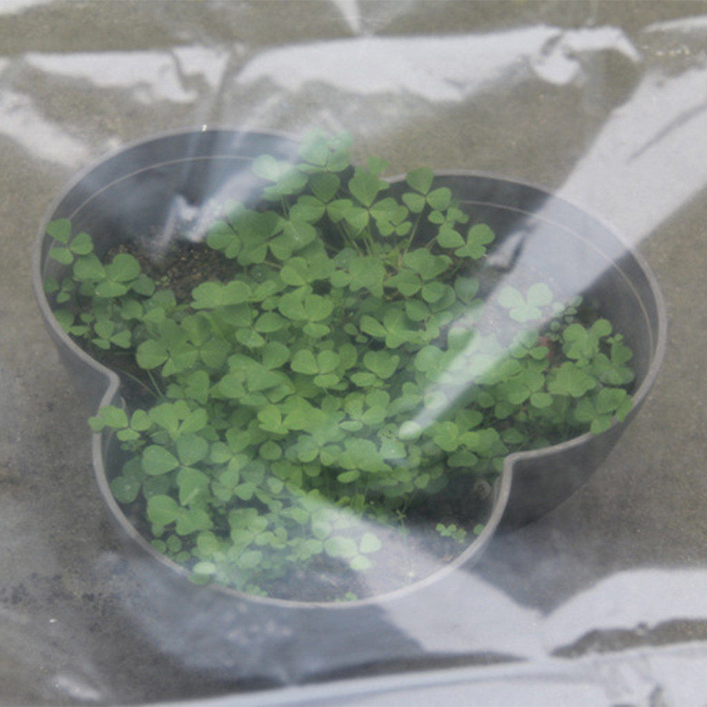 Rumah Kaca Transparan untuk Bu - Greenhouse Plastic Film ulasan dan harga